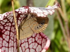 Neonympha areolatus