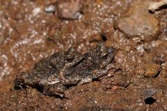 Crinia parinsignifera