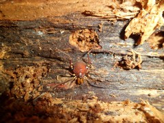 Discocyrtus orientalis