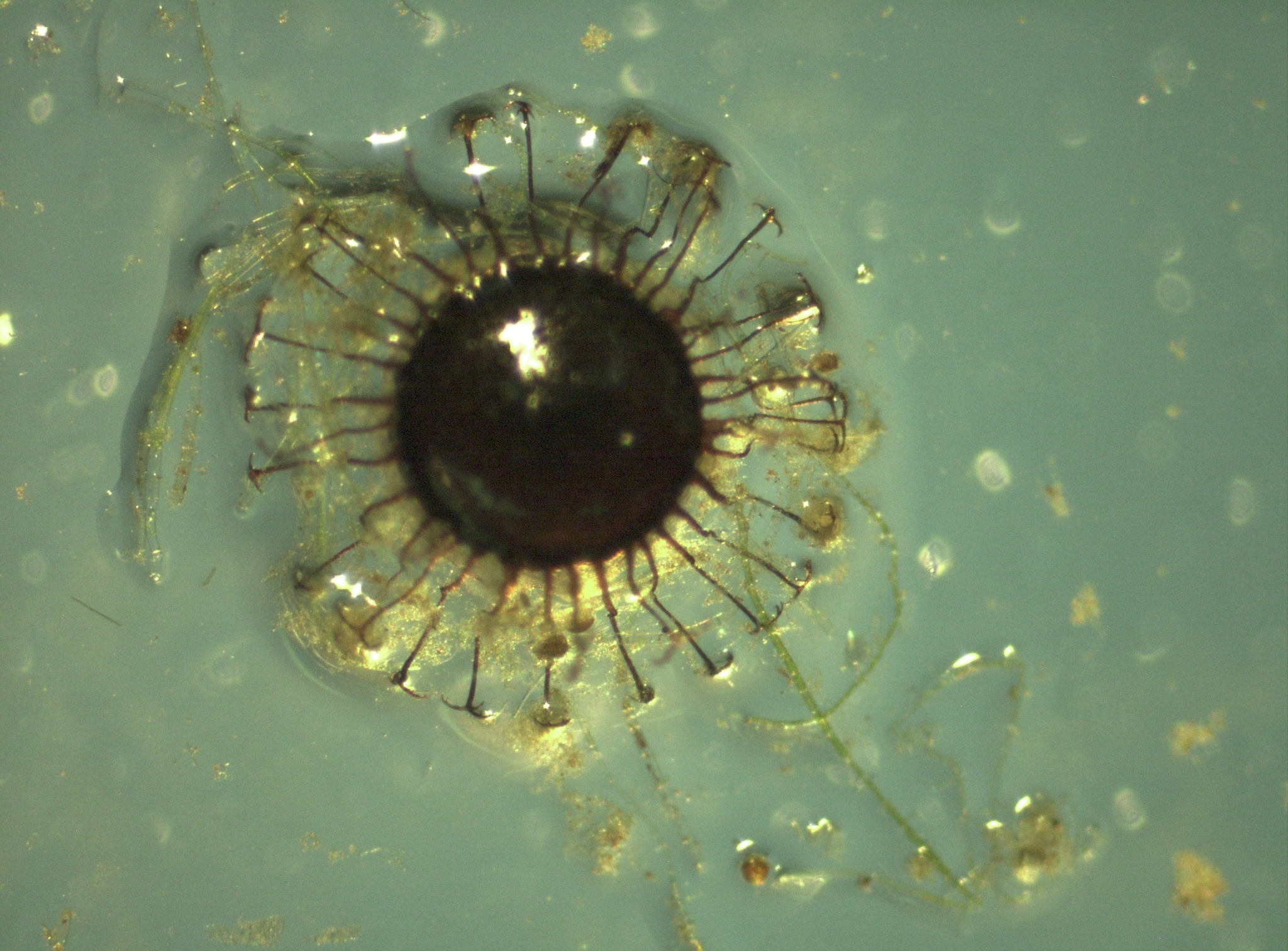 Cristatella mucedo Cuvier, 1798