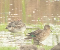 Anas crecca