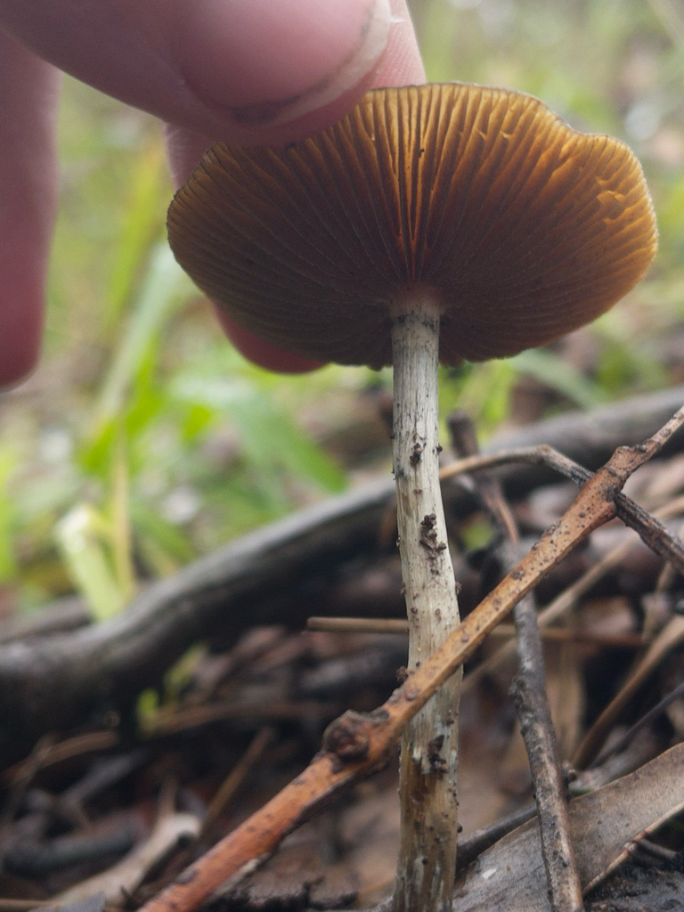 Psilocybe subaeruginosa · July 2025 · photo: © plantrant (iNaturalist, cc-by)