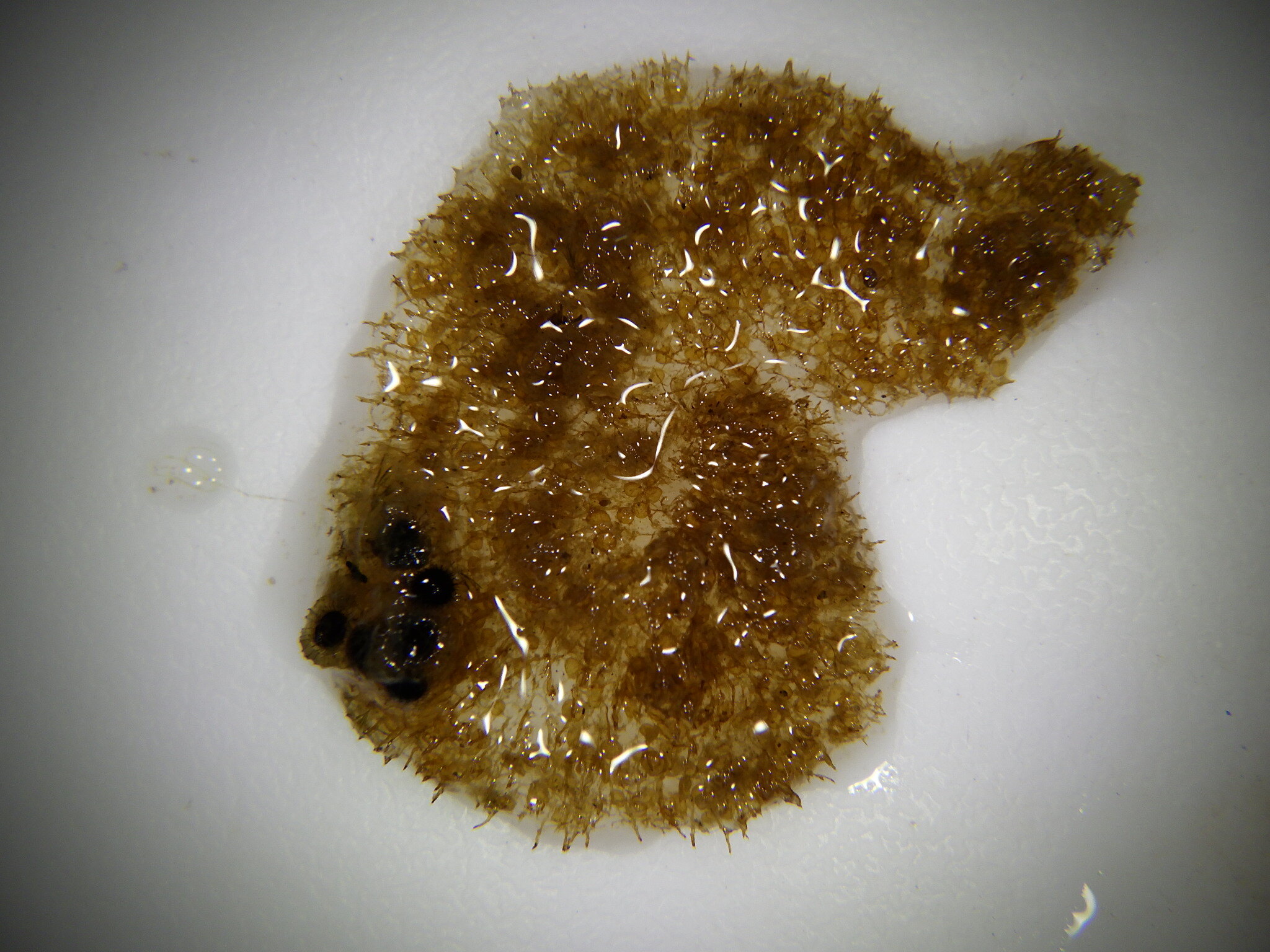 Cristatella mucedo Cuvier, 1798