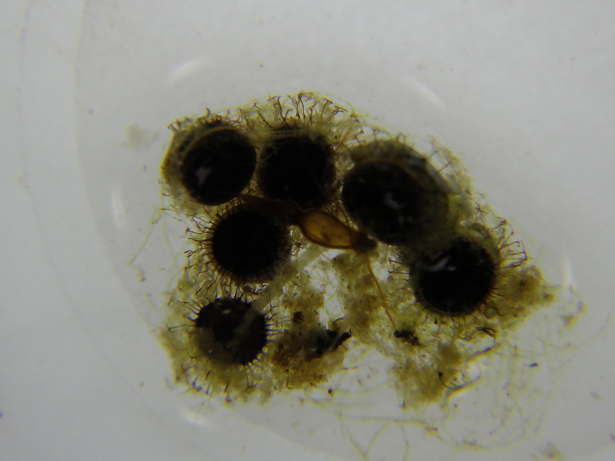 Cristatella mucedo Cuvier, 1798