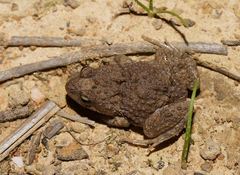 Crinia parinsignifera