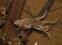 Crinia parinsignifera