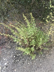 Hazardia squarrosa grindelioides