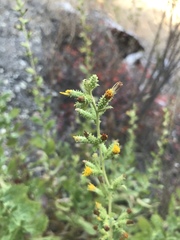 Hazardia squarrosa grindelioides