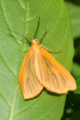 Eubaphe