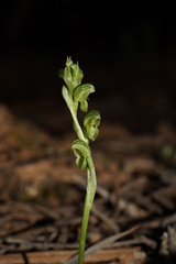 Pterostylis cycnocephala