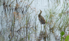 Gallicrex cinerea