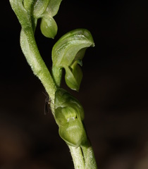 Pterostylis cycnocephala