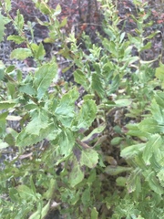 Hazardia squarrosa grindelioides