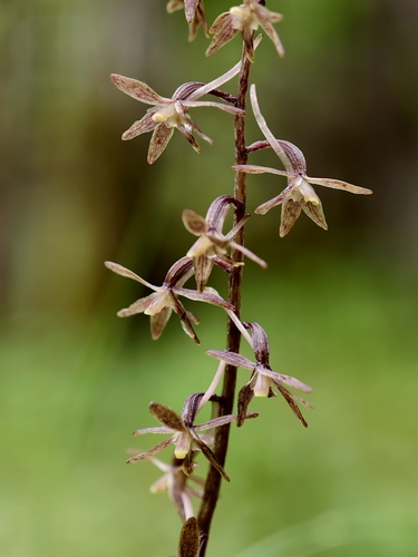 Tipularia szechuanica