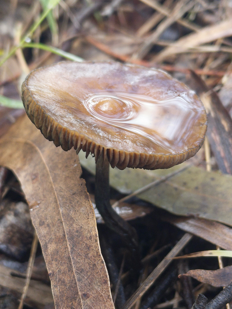 Psilocybe subaeruginosa · July 2025 · photo: © plantrant (iNaturalist, cc-by)