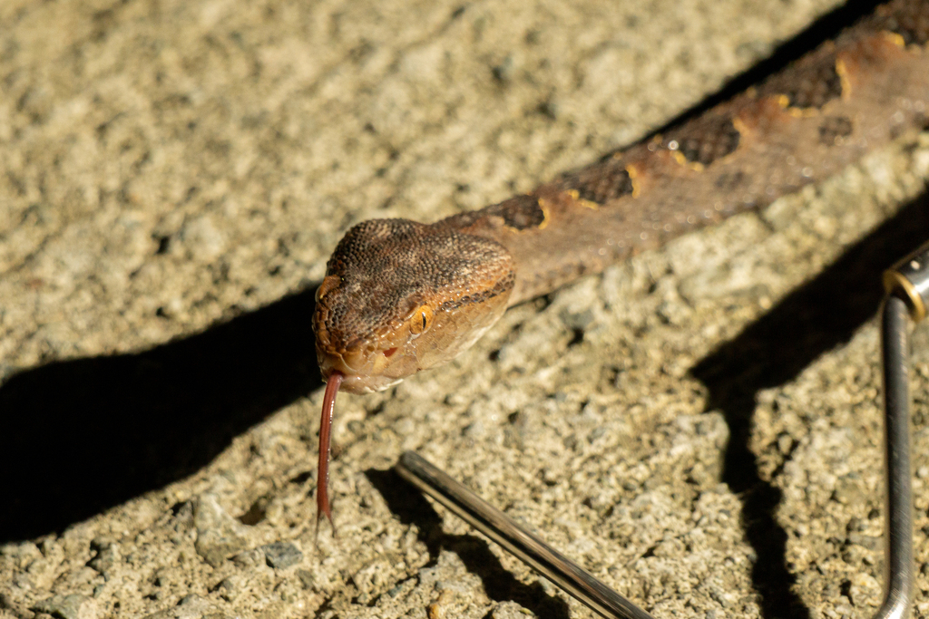 Brown spotted pitviper from 中国四川省成都市都江堰市 on July 5, 2025 at 09:55 PM by ...