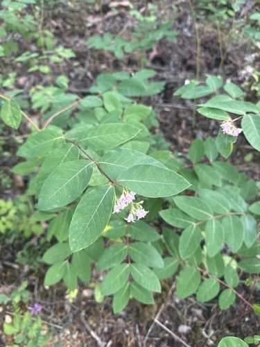 spreading dogbane