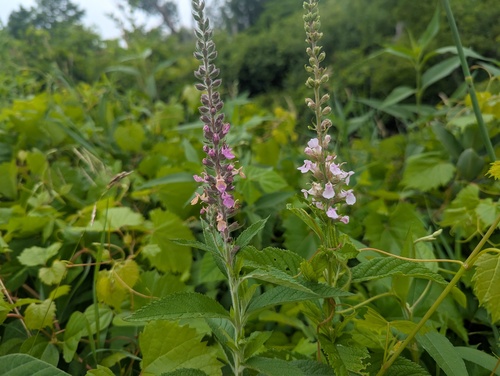 Teucrium canadense