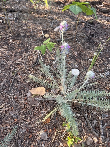 Showy Locoweed