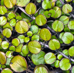 Epilobium nummulariifolium