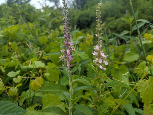 Teucrium canadense