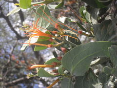 Psittacanthus schiedeanus