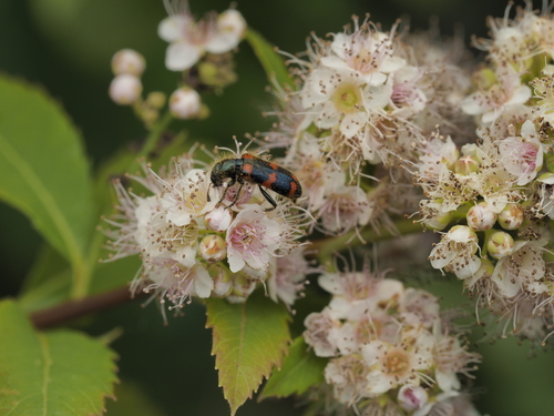 Red-blue Checkered Beetle photo 5