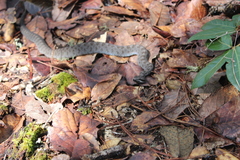 Crotalus intermedius