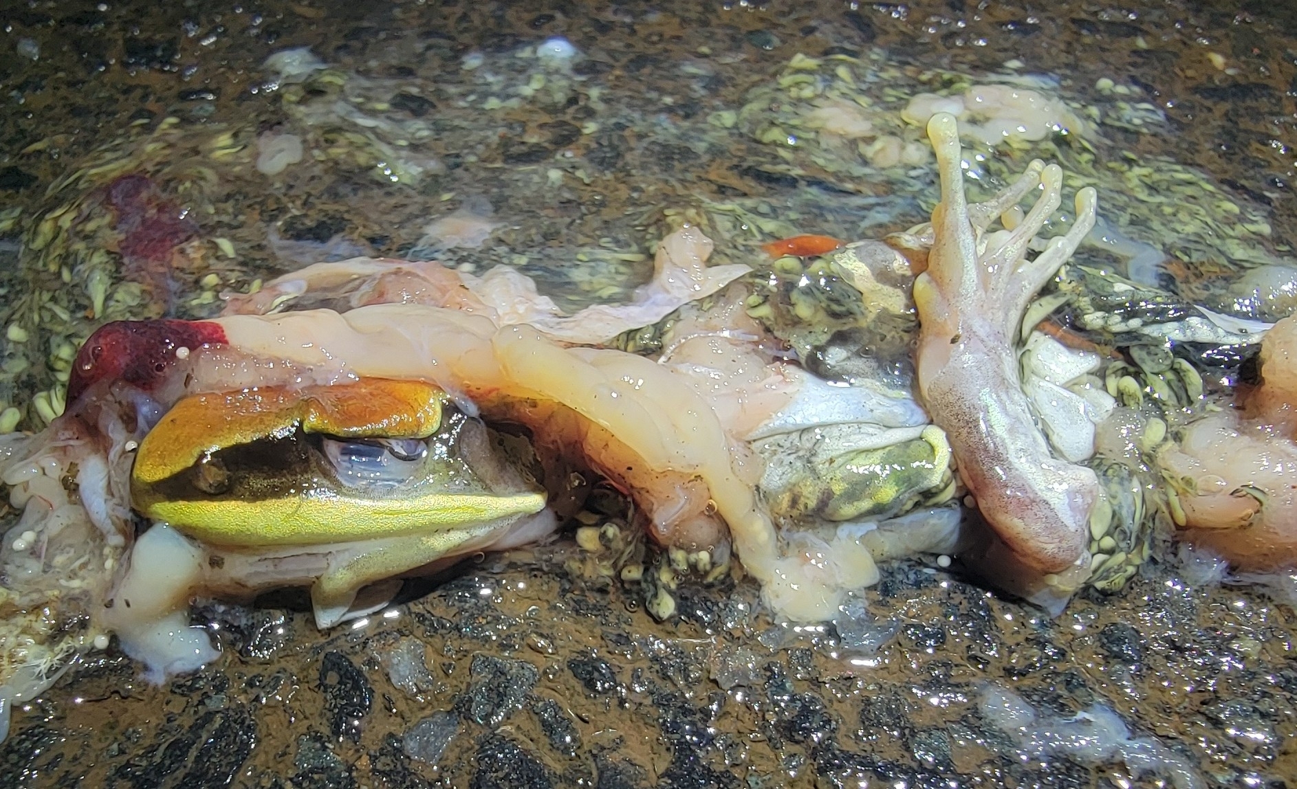 Wide-Range Fungoid Frog