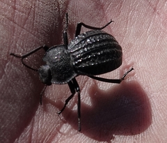 Philolithus sordidus