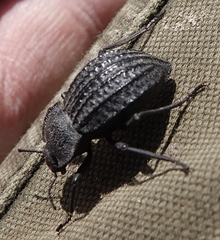 Philolithus sordidus