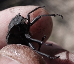 Philolithus sordidus