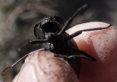 Philolithus sordidus