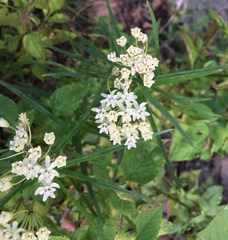Asclepias angustifolia