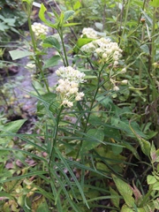 Asclepias angustifolia