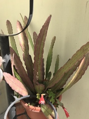 Disocactus ackermannii