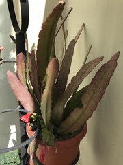 Disocactus ackermannii