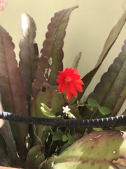 Disocactus ackermannii