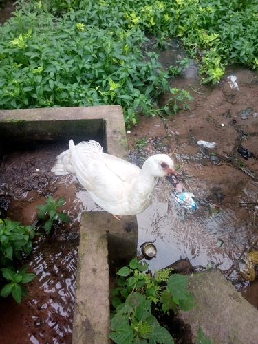Domestic Muscovy Duck