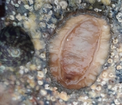 Acanthochitona crinita