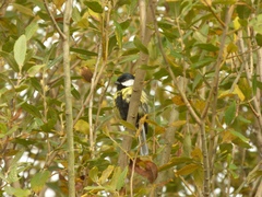 Parus major