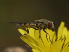 Platycheirus manicatus