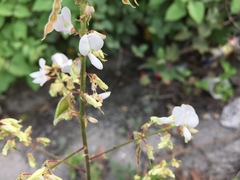 Desmodium tweedyi