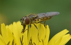 Platycheirus manicatus