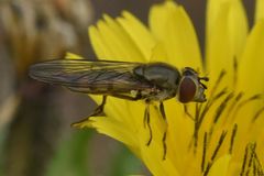 Platycheirus manicatus