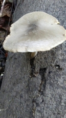 Pluteus cervinus