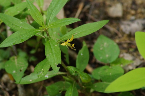 Cleome hemsleyana (Cleome hemsleyana)