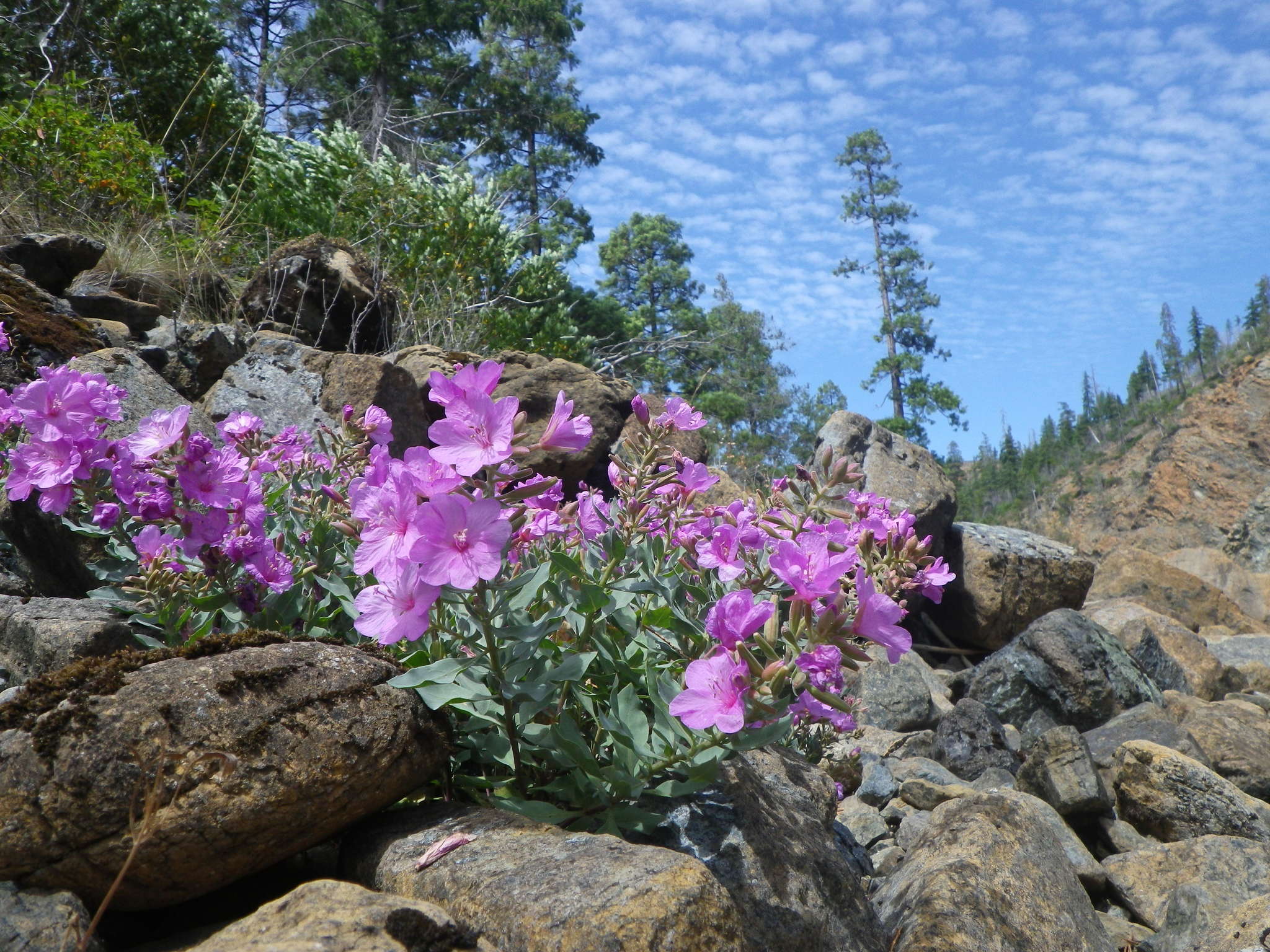 Epilobium rigidum