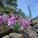 Siskiyou Mountains Willowherb - Photo (c) Justin Garwood, some rights reserved (CC BY-NC), uploaded by Justin Garwood