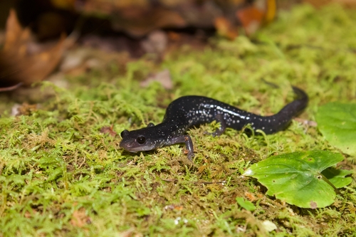 Southern Appalachian Salamander, Plethodon teyahalee